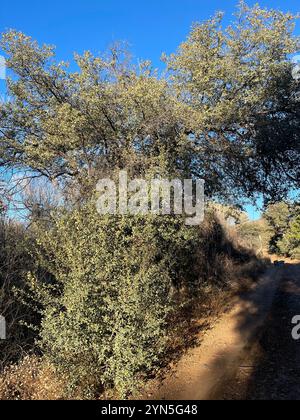 Chêne blanc de l'Arizona (Quercus arizonica) Banque D'Images