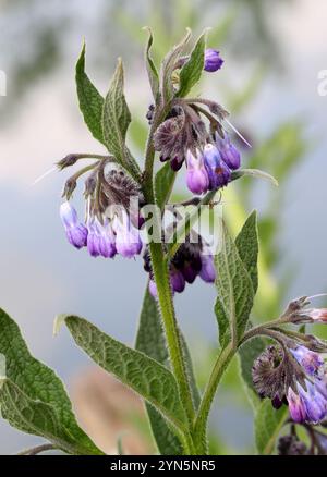 Consoude, Symphytum officinale, Boraginaceae. Réserve naturelle d'Amwell, Royaume-Uni. Banque D'Images