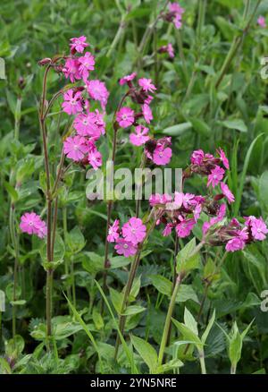 Campion rouge, ou mouche rouge, Silene dioica, (syn. Melandrium rubrum), Caryophyllaceae. Réserve naturelle d'Amwell, Royaume-Uni. Banque D'Images