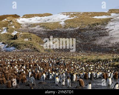 Colonie massive de manchots royaux à Salisbury Plain, île de Géorgie du Sud Banque D'Images