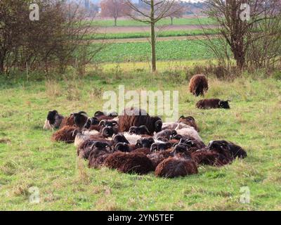 ...Wie man/frau sich bettet -SO liegt man in der Wiese...sagen sich die Heidschnucken... Heidschnucken Herde liegt im gras *** le troupeau de Heidschnucken se trouve dans l'herbe comme une femme se trouve dans le pré, disons que le troupeau de Heidschnucken se trouve dans l'herbe Banque D'Images