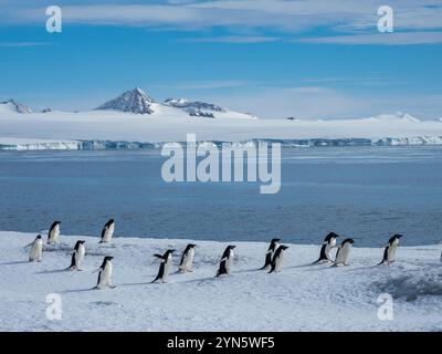 Manchots Adelie, Pygoscelis adeliae, nichant à Brown Bluff, péninsule Antarctique Banque D'Images