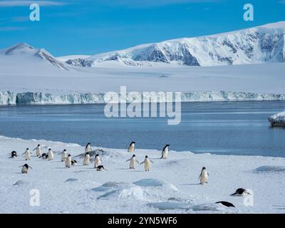 Manchots Adelie, Pygoscelis adeliae, nichant à Brown Bluff, péninsule Antarctique Banque D'Images