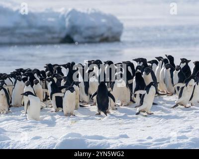 Manchots Adelie, Pygoscelis adeliae, nichant à Brown Bluff, péninsule Antarctique Banque D'Images