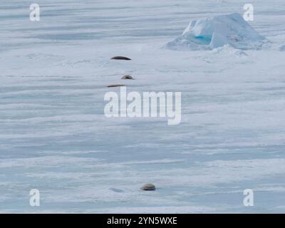 Les phoques de Crabeater sont morts sur la glace de mer à cause de la grippe aviaire H5N1 Banque D'Images