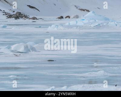 Les phoques de Crabeater sont morts sur la glace de mer à cause de la grippe aviaire H5N1 Banque D'Images