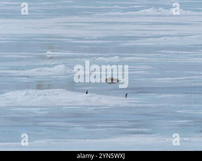 Les phoques de Crabeater sont morts sur la glace de mer à cause de la grippe aviaire H5N1 Banque D'Images