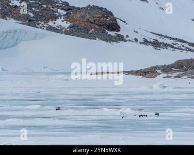Les phoques de Crabeater sont morts sur la glace de mer à cause de la grippe aviaire H5N1 Banque D'Images