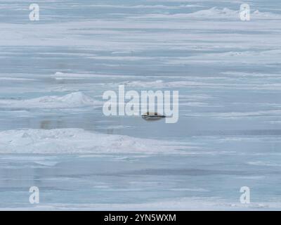 Les phoques de Crabeater sont morts sur la glace de mer à cause de la grippe aviaire H5N1 Banque D'Images