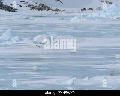 Les phoques de Crabeater sont morts sur la glace de mer à cause de la grippe aviaire H5N1 Banque D'Images