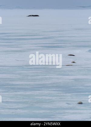 Les phoques de Crabeater sont morts sur la glace de mer à cause de la grippe aviaire H5N1 Banque D'Images