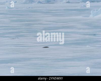 Les phoques de Crabeater sont morts sur la glace de mer à cause de la grippe aviaire H5N1 Banque D'Images