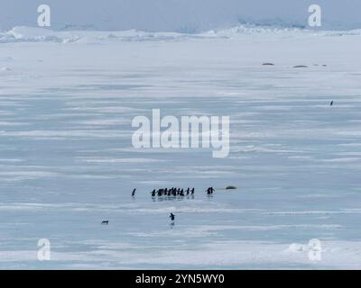 Les phoques de Crabeater sont morts sur la glace de mer à cause de la grippe aviaire H5N1 Banque D'Images