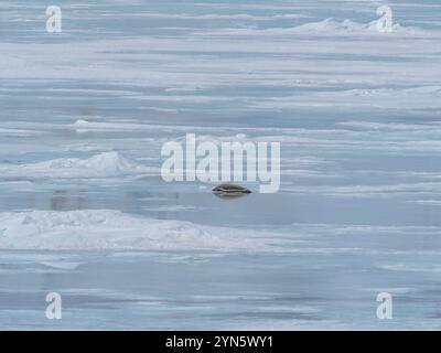 Les phoques de Crabeater sont morts sur la glace de mer à cause de la grippe aviaire H5N1 Banque D'Images
