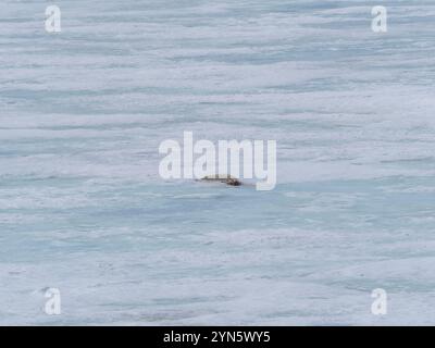 Les phoques de Crabeater sont morts sur la glace de mer à cause de la grippe aviaire H5N1 Banque D'Images