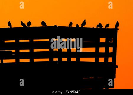 Île de Palms, États-Unis. 24 novembre 2024. Oiseaux silhouettés contre le lever du soleil, perchés sur la jetée de l'île de Palms, le 24 novembre 2024 à l'île de Palms, Caroline du Sud. Crédit : Richard Ellis/Richard Ellis/Alamy Live News Banque D'Images