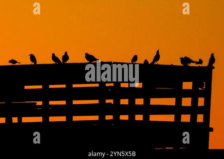 Île de Palms, États-Unis. 24 novembre 2024. Oiseaux silhouettés contre le lever du soleil, perchés sur la jetée de l'île de Palms, le 24 novembre 2024 à l'île de Palms, Caroline du Sud. Crédit : Richard Ellis/Richard Ellis/Alamy Live News Banque D'Images