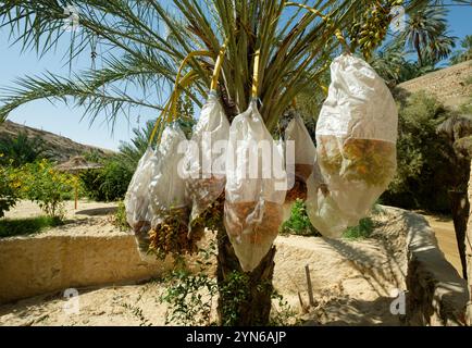 Palmier dattier avec dattes de maturation recouvertes de sacs protecteurs à Tamerza, Tozeur, Tunisie Banque D'Images