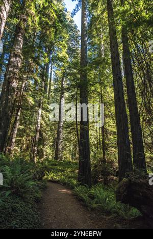 Randonnée entre les séquoias géants dans le parc national de Redwood, États-Unis, Amérique du Nord Banque D'Images