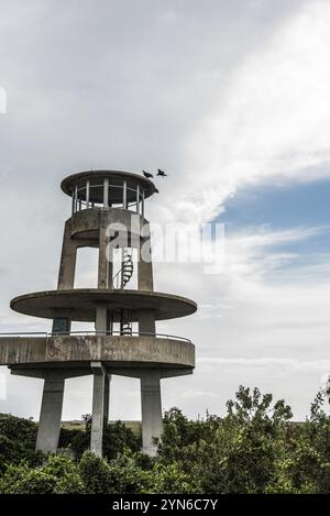 Deux vautours atterrissant sur le toit de la tour d'observation à Shark Valley dans les Everglades en Floride, USA, Amérique du Nord Banque D'Images