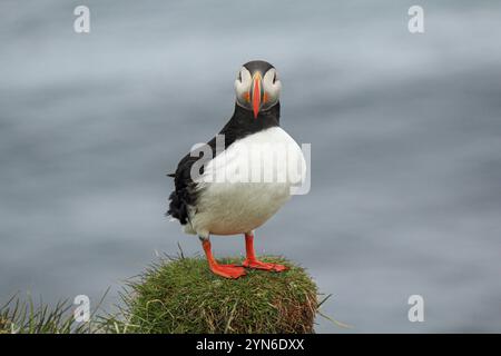 Macareux de l'Atlantique à leur lieu de reproduction Latrabjarg, Islande, Europe Banque D'Images