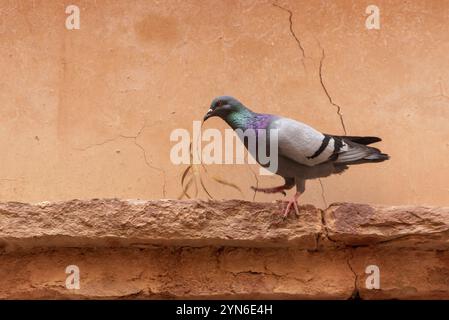 Un pigeon tenant une branche d'olive sèche dans son bec, photo prise au Maroc Banque D'Images