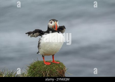 Macareux de l'Atlantique à leur lieu de reproduction Latrabjarg, Islande, Europe Banque D'Images