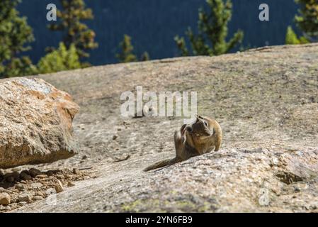 Un petit chipmunk posant Nosy dans le parc national des montagnes Rocheuses, USA, Amérique du Nord Banque D'Images