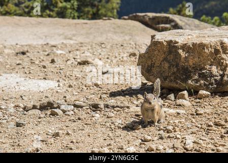 Un petit chipmunk posant Nosy dans le parc national des montagnes Rocheuses, USA, Amérique du Nord Banque D'Images