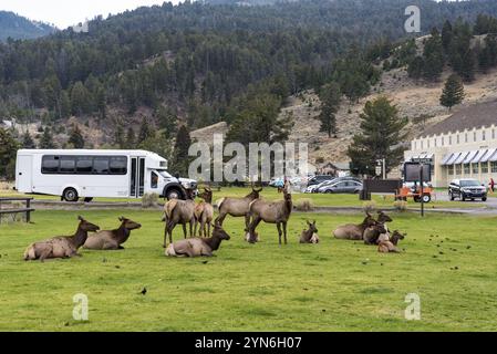 YELLOWSTONE NP, États-Unis, 29 AOÛT 2022, Un troupeau de cerfs reposant dans Mammoth Hot Springs du parc national de Yellowstone, États-Unis, Amérique du Nord Banque D'Images