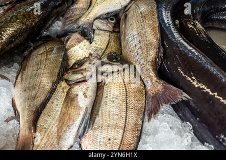 Poisson de dorade fraîchement pêché à vendre dans un marché local, Sparus aurata. laissez-vous tenter par l'excellence culinaire, les délices gastronomiques Banque D'Images