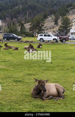 YELLOWSTONE NP, États-Unis, 29 AOÛT 2022, Un troupeau de cerfs reposant dans Mammoth Hot Springs du parc national de Yellowstone, États-Unis, Amérique du Nord Banque D'Images