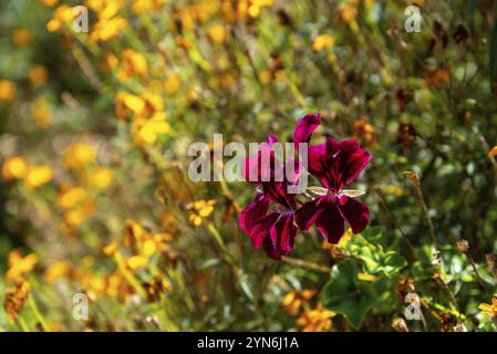 Fleurs colorées dans le jardin botanique d'Auckland en Nouvelle-Zélande Banque D'Images