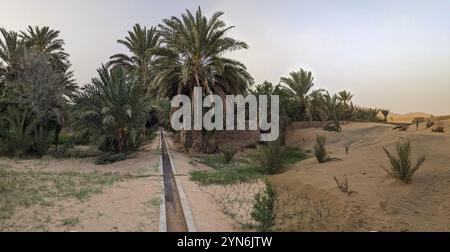 Promenade dans le jardin d'Igrane près de Merzouga, une oasis agricole typique avec de petits canaux, Maroc, Afrique Banque D'Images