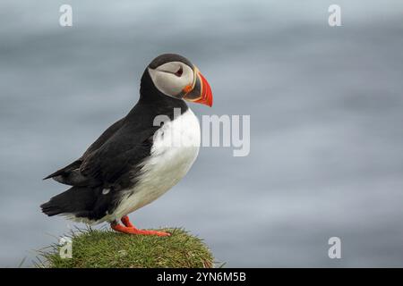 Macareux de l'Atlantique à leur lieu de reproduction Latrabjarg, Islande, Europe Banque D'Images