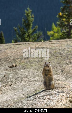 Un petit chipmunk posant Nosy dans le parc national des montagnes Rocheuses, USA, Amérique du Nord Banque D'Images