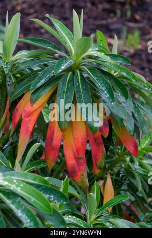 Euphorbia stygiana, étincelle des Açores, feuilles vertes, côte médiane pâle, feuilles inférieures tournent l'automne rouge cerise Banque D'Images