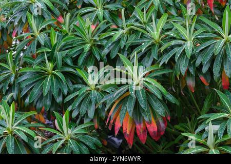 Euphorbia stygiana, étincelle des Açores, feuilles vertes, côte médiane pâle, feuilles inférieures tournent l'automne rouge cerise Banque D'Images