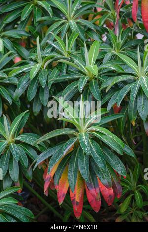 Euphorbia stygiana, étincelle des Açores, feuilles vertes, côte médiane pâle, feuilles inférieures tournent l'automne rouge cerise Banque D'Images