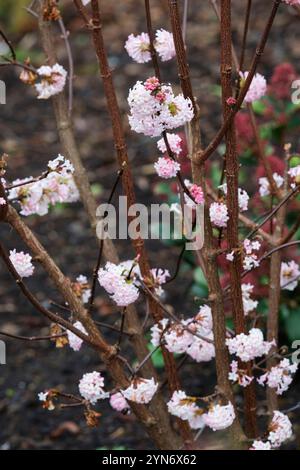 Viburnum × bodnantense, Bodnant viburnum, Arrowwood Dawn, grappes de fleurs rose foncé vieillissant à blanc Banque D'Images