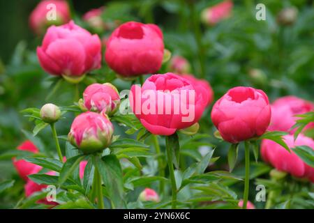 Pivoine Ellen Cowley, Paeonia Ellen Cowley, rose, pivoine semi-double Banque D'Images