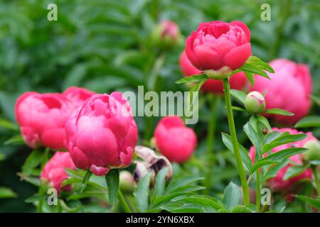 Pivoine Ellen Cowley, Paeonia Ellen Cowley, rose, pivoine semi-double Banque D'Images