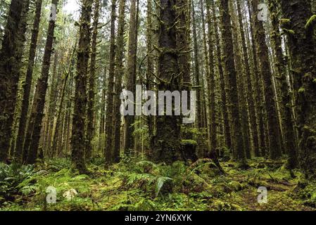 Forêt pluviale mystique dans le parc national olympique, État de Washington, États-Unis, Amérique du Nord Banque D'Images