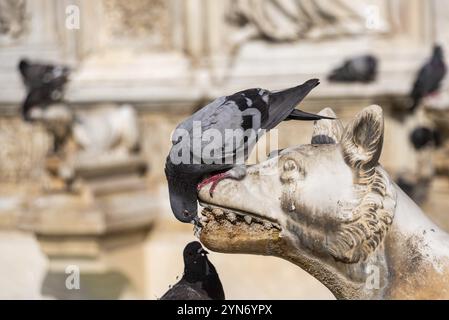 Colombes assises sur la fontaine de Gaia sur la Piazza del Campo à Sienne, Italie, Europe Banque D'Images