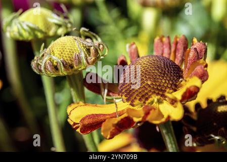 Vue rapprochée de fleurs magnifiquement flétrissent dans un bouquet Banque D'Images