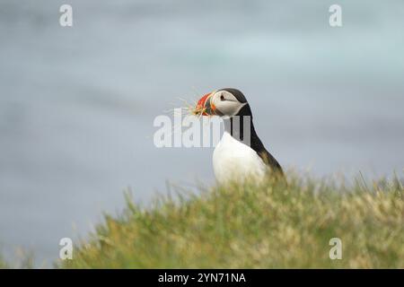 Macareux de l'Atlantique à leur lieu de reproduction Latrabjarg, Islande, Europe Banque D'Images