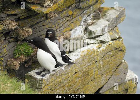 Macareux de l'Atlantique à leur lieu de reproduction Latrabjarg, Islande, Europe Banque D'Images