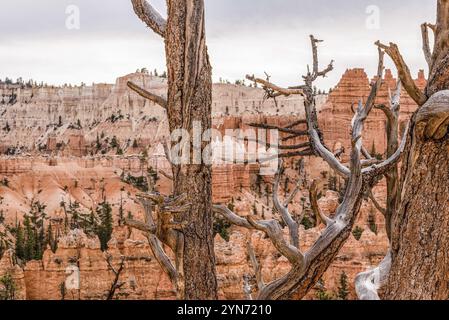 Rochers pittoresques du Navajo Loop Trail menant à Bryce Canyon, États-Unis, Amérique du Nord Banque D'Images