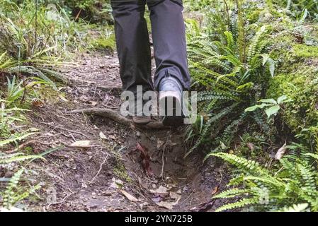 Forêt tropicale près de Mt. Taranaki dans le parc national d'Egmont, Île du Nord de la Nouvelle-Zélande Banque D'Images