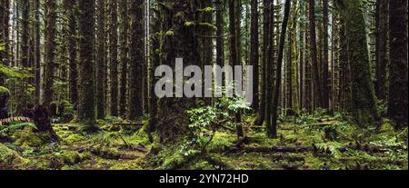 Forêt pluviale mystique dans le parc national olympique, État de Washington, États-Unis, Amérique du Nord Banque D'Images